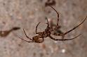 Meta_merianae_D5169_Z_90_Les Gris_Frankrijk